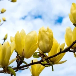 Butterflies Yellow Magnolia (Tulip Tree) - 1 Gallon Pot -Outlet Aegis Garden Store magnolia butterflies yellow tulip tree 2 1