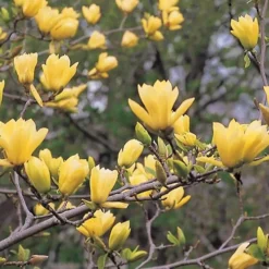 Butterflies Yellow Magnolia (Tulip Tree) - 1 Gallon Pot -Outlet Aegis Garden Store magnolia butterflies yellow tulip tree 3 1