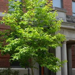 Butterflies Yellow Magnolia (Tulip Tree) - 1 Gallon Pot -Outlet Aegis Garden Store magnolia butterflies yellow tulip tree 7 1