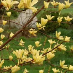 Butterflies Yellow Magnolia (Tulip Tree) - 1 Gallon Pot -Outlet Aegis Garden Store magnolia butterflies yellow tulip tree 8 1