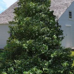 Edith Bogue Cold Hardy Evergreen Magnolia - 7 Gallon Pot -Outlet Aegis Garden Store magnolia edith bogue 4