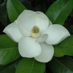 Edith Bogue Cold Hardy Evergreen Magnolia - 7 Gallon Pot -Outlet Aegis Garden Store magnolia edith bogue 5