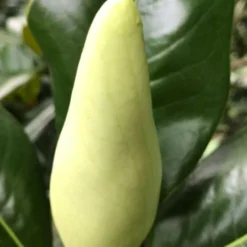 Edith Bogue Cold Hardy Evergreen Magnolia - 7 Gallon Pot -Outlet Aegis Garden Store magnolia edith bogue bud 1