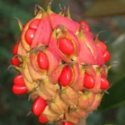 Edith Bogue Cold Hardy Evergreen Magnolia - 7 Gallon Pot -Outlet Aegis Garden Store magnolia edith bogue fruit 1