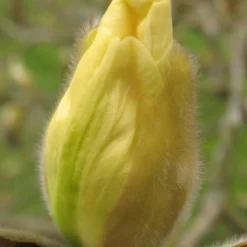 Elizabeth Magnolia (Tulip Tree) - 5 Gallon Pot -Outlet Aegis Garden Store magnolia elizabeth 10