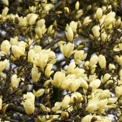 Elizabeth Magnolia (Tulip Tree) - 5 Gallon Pot -Outlet Aegis Garden Store magnolia elizabeth 15