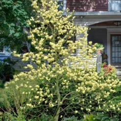 Elizabeth Magnolia (Tulip Tree) - 5 Gallon Pot -Outlet Aegis Garden Store magnolia elizabeth 16