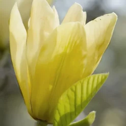 Elizabeth Magnolia (Tulip Tree) - 5 Gallon Pot -Outlet Aegis Garden Store magnolia elizabeth 2