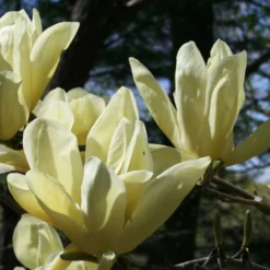 Elizabeth Magnolia (Tulip Tree) - 5 Gallon Pot -Outlet Aegis Garden Store magnolia elizabeth 4