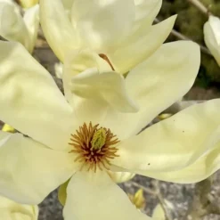 Elizabeth Magnolia (Tulip Tree) - 5 Gallon Pot -Outlet Aegis Garden Store magnolia elizabeth 7