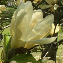 Elizabeth Magnolia (Tulip Tree) - 5 Gallon Pot -Outlet Aegis Garden Store magnolia elizabeth 8