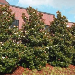 Little Gem Dwarf Southern Magnolia - 7 Gallon Pot (5-6') -Outlet Aegis Garden Store magnolia little gem 11