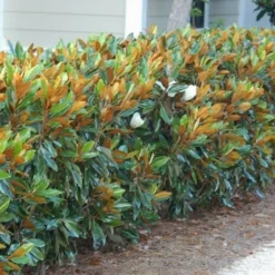 Little Gem Dwarf Southern Magnolia - 7 Gallon Pot (5-6') -Outlet Aegis Garden Store magnolia little gem 12