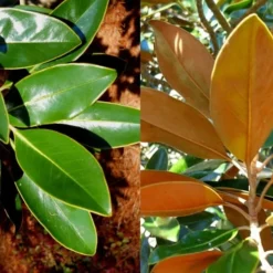 Little Gem Dwarf Southern Magnolia - 7 Gallon Pot (5-6') -Outlet Aegis Garden Store magnolia little gem 16