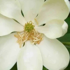 Moonglow Sweetbay Magnolia Tree (Magnolia Virginiana 'Jim Wilson') - 7 Gallon Pot (3-4') -Outlet Aegis Garden Store magnolia moonglow sweetbay flower 1