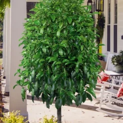 Stellar Ruby Magnolia Single Trunk Tree (Banana Shrub Hybrid) - 7 Gallon Pot (3-4') -Outlet Aegis Garden Store magnolia stellar ruby single trunk tree form 1