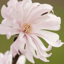 Waterlily Star Magnolia Tree - 3 Gallon Pot -Outlet Aegis Garden Store magnolia stellata waterlily 100