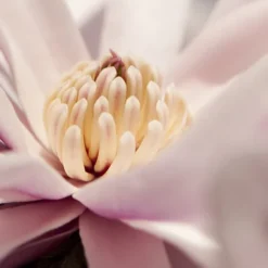 Waterlily Star Magnolia Tree - 3 Gallon Pot -Outlet Aegis Garden Store magnolia stellata waterlily 101