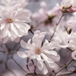 Waterlily Star Magnolia Tree - 3 Gallon Pot -Outlet Aegis Garden Store magnolia stellata waterlily 106