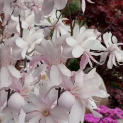 Waterlily Star Magnolia Tree - 3 Gallon Pot -Outlet Aegis Garden Store magnolia stellata waterlily 108