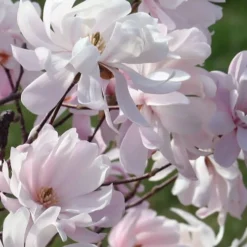Waterlily Star Magnolia Tree - 3 Gallon Pot -Outlet Aegis Garden Store magnolia stellata waterlily 109