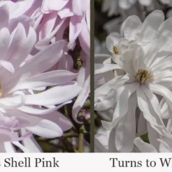 Waterlily Star Magnolia Tree - 3 Gallon Pot -Outlet Aegis Garden Store magnolia stellata waterlily 111