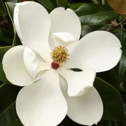 Teddy Bear Dwarf Southern Magnolia - 7 Gallon Pot (3-4') 15 Teddy Bear Dwarf Southern Magnolia - 7 Gallon Pot (3-4') -Outlet Aegis Garden Store magnolia teddy bear 3 2