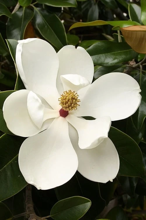 Teddy Bear Dwarf Southern Magnolia - 7 Gallon Pot (3-4') 8 Teddy Bear Dwarf Southern Magnolia - 7 Gallon Pot (3-4') - Image 6