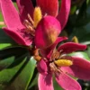Stellar Ruby Magnolia Single Trunk Tree (Banana Shrub Hybrid) - 7 Gallon Pot (4-5') -Outlet Aegis Garden Store magnolia x figo stellar ruby 100 1