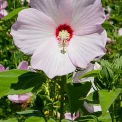 Rose Mallow Hardy Hibiscus (Hibiscus Moscheutos) - 1 Gallon Pot 14 Rose Mallow Hardy Hibiscus (Hibiscus Moscheutos) - 1 Gallon Pot -Outlet Aegis Garden Store mallow rose 500x750 1