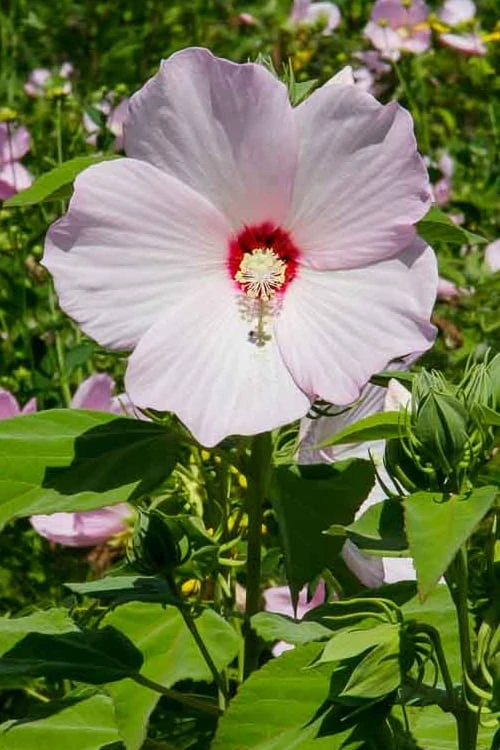 Rose Mallow Hardy Hibiscus (Hibiscus Moscheutos) - 1 Gallon Pot 7 Rose Mallow Hardy Hibiscus (Hibiscus Moscheutos) - 1 Gallon Pot - Image 5