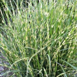 Bandwidth Dwarf Zebra Grass - 6 Pack Of 1 Gallon Pots