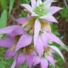 Beebop Bee Balm (Monarda Punctata) - 1 Gallon Pot -Outlet Aegis Garden Store monarda punctata beebop bee balm 1 1