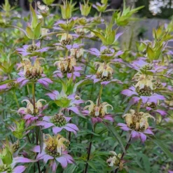 Beebop Bee Balm (Monarda Punctata) - 1 Gallon Pot -Outlet Aegis Garden Store monarda punctata beebop bee balm 2 1