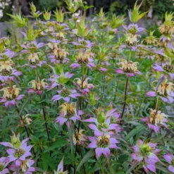 Beebop Bee Balm (Monarda Punctata) - 1 Gallon Pot -Outlet Aegis Garden Store monarda punctata beebop bee balm 3 1