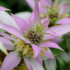 Beebop Bee Balm (Monarda Punctata) - 1 Gallon Pot -Outlet Aegis Garden Store monarda punctata beebop bee balm 4 1