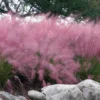 Pink Muhly Grass - Cotton Candy Grass - 2 Gallon Pot -Outlet Aegis Garden Store muhlenbergia capillaris pink muhly cotton candy grass 202