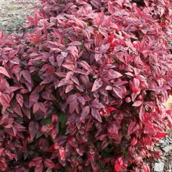 Blush Pink Nandina - 1 Gallon Pot 17 Blush Pink Nandina - 1 Gallon Pot -Outlet Aegis Garden Store nandina blush pink 2 500x750 4