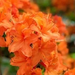 Mandarin Lights Cold Hardy Azalea (Rhododendron) - 6 Gallon Pot -Outlet Aegis Garden Store native azalea mandarin lights 1