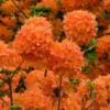 Mandarin Lights Cold Hardy Azalea (Rhododendron) - 6 Gallon Pot -Outlet Aegis Garden Store native azalea mandarin lights 2