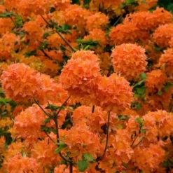Mandarin Lights Cold Hardy Azalea (Rhododendron) - 6 Gallon Pot -Outlet Aegis Garden Store native azalea mandarin lights 3