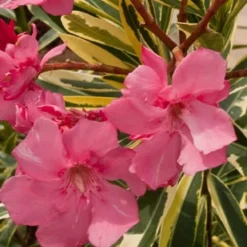 Twist Of Pink Oleander - 2 Gallon Pot -Outlet Aegis Garden Store oleander20twist20of20pink