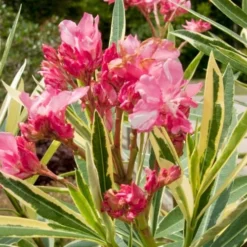 Twist Of Pink Oleander - 2 Gallon Pot -Outlet Aegis Garden Store oleander20twist20of20pink202