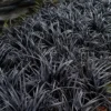 Black Beard Black Mondo Grass - Ophiopogon Planiscapus - 1 Gallon Pot -Outlet Aegis Garden Store ophiopogon planiscapus black beard black mondo grass 2