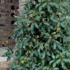 Jim Porter Sweet Toothed Tea Olive - 7 Gallon Pot (3-4') -Outlet Aegis Garden Store osmanthus armatus jim porter tea olive 1