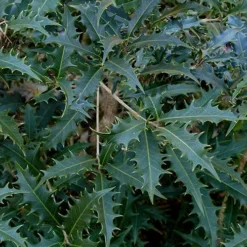 Jim Porter Sweet Toothed Tea Olive - 7 Gallon Pot (3-4') -Outlet Aegis Garden Store osmanthus armatus jim porter tea olive 6