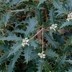 Jim Porter Sweet Toothed Tea Olive - 7 Gallon Pot (3-4')