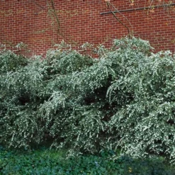 Delavay Tea Olive (Osmanthus Delavayi) - 5 Gallon Pot -Outlet Aegis Garden Store osmanthus delavayi delavay tea olive 1