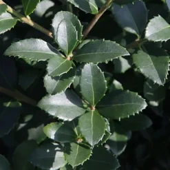 Delavay Tea Olive (Osmanthus Delavayi) - 5 Gallon Pot -Outlet Aegis Garden Store osmanthus delavayi delavay tea olive 10