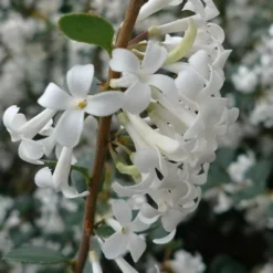 Delavay Tea Olive (Osmanthus Delavayi) - 5 Gallon Pot -Outlet Aegis Garden Store osmanthus delavayi delavay tea olive 2